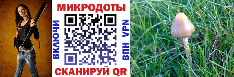 Псилоцибиновые грибы Cubensis  где купить   ОМГ ОМГ как зайти  Ессентуки 